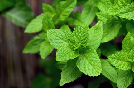 Biohotel Lindengut Fasten zu Hause- Minze