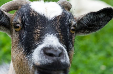 Biohotel-Lindengut-Demeter-Landwirtschaft-Ziege