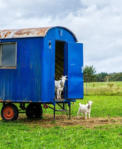 Biohotel Lindengut Demeter Landwirtschaft Ziegen