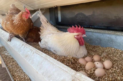 Biohotel Lindengut Dipperz Demeter Landwirtschaft Hühnermobil