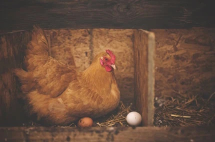 Lindengut Dipperz Demeter Landwirtschaft Bio Eier