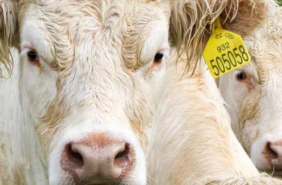 Lindengut Dipperz Demeter Landwirtschaft Tierhaltung Kühe