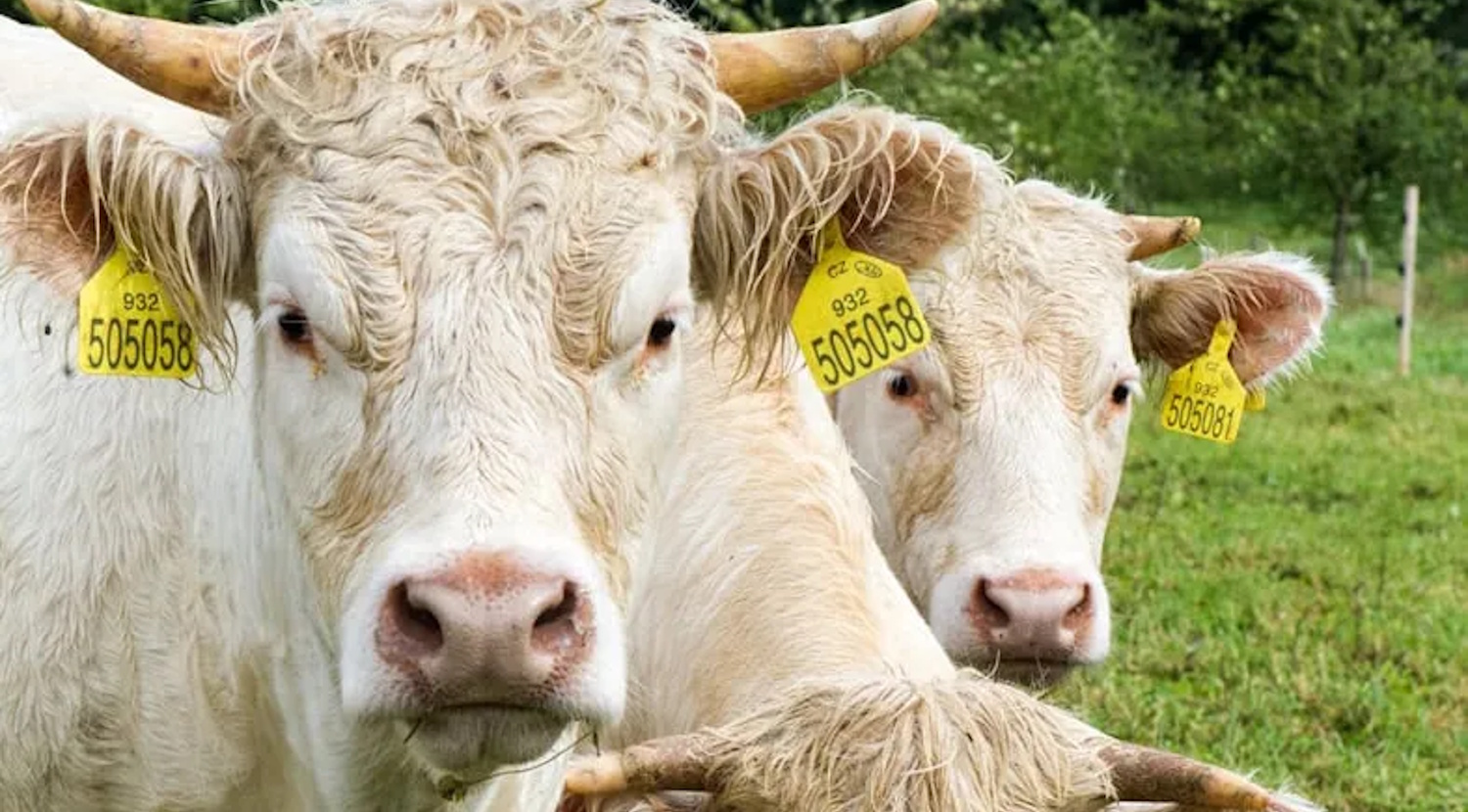 Lindengut Kühe auf der Weide