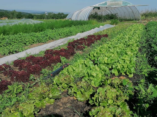 Salatanbau im Demeter-Garten des LindenGuts