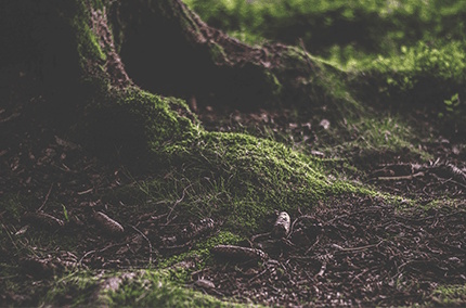 Regenerative Landwirtschaft im Lindengut